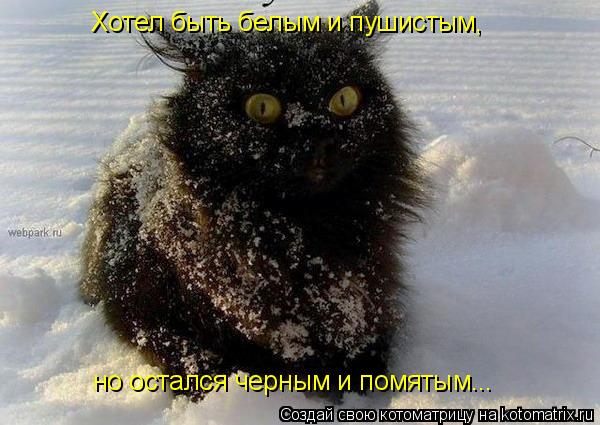 Котоматрица: Хотел быть белым и пушистым, но остался черным и помятым...
