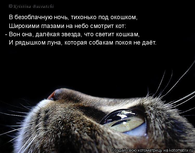 В безоблачную ночь, тихонько под окошком, Широкими глазами на небо смотрит кот: - Вон она, далёкая зв... Котоматрица: В безоблачную ночь, тихонько под окошком, Широкими глазами на небо смотрит кот: - Вон она, далёкая звезда, что светит кошкам, И рядышком луна,
