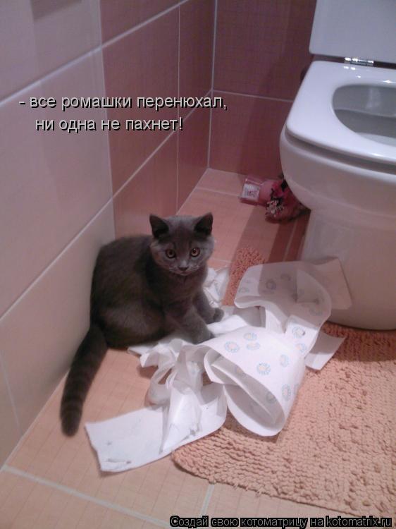Котоматрица: - все ромашки перенюхал,   ни одна не пахнет!