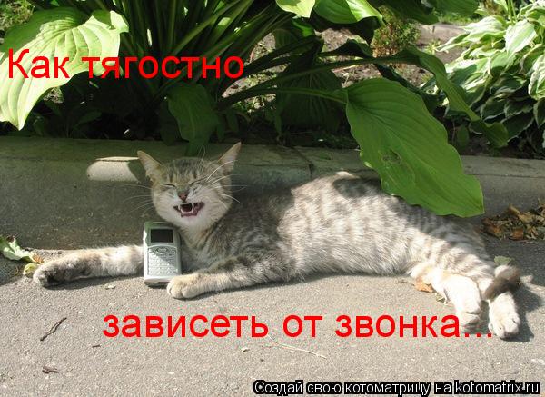 Котоматрица: Как тягостно  зависеть от звонка...