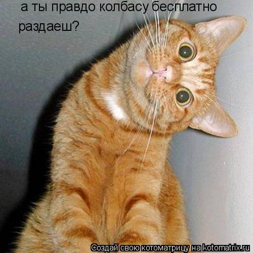 Котоматрица: а ты правдо колбасу бесплатно  раздаеш?