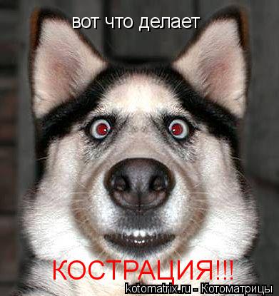 Котоматрица: вот что делает  КОСТРАЦИЯ!!!