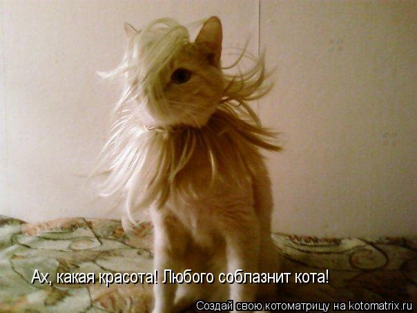 Котоматрица: Ах, какая красота! Любого соблазнит кота!