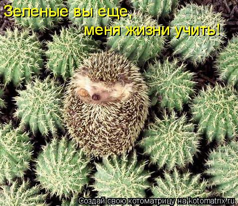 Зеленые вы еще, меня жизни учить!... Котоматрица: Зеленые вы еще, меня жизни учить!