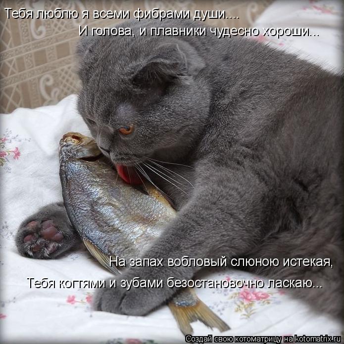 Котоматрица: Тебя люблю я всеми фибрами души.... И голова, и плавники чудесно хороши... На запах вобловый слюною истекая,  Тебя когтями и зубами безостаново
