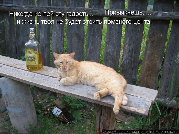 Котоматрица: Никогда не пей эту гадость...  Привыкнешь...... и жизнь твоя не будет стоить ломаного цента.