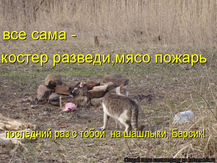 Котоматрица: костер разведи,мясо пожарь все сама - последний раз с тобой  на шашлыки, Барсик!
