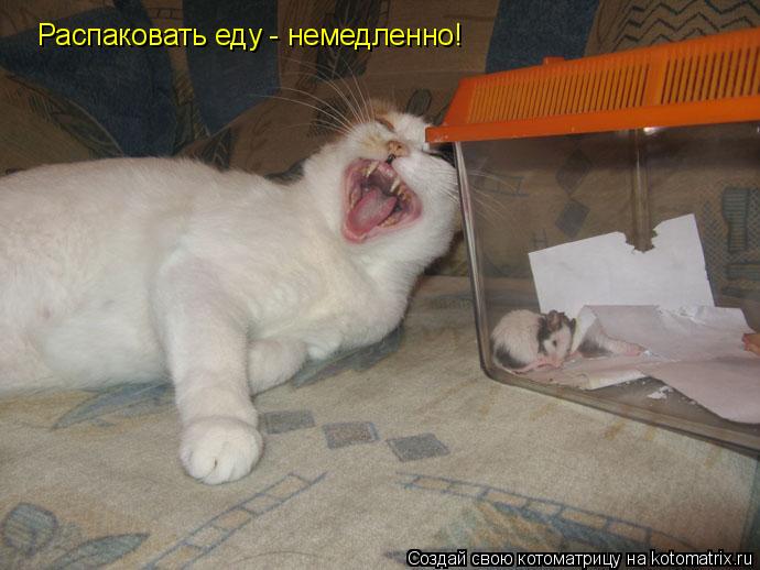 Котоматрица: Распаковать еду - немедленно!