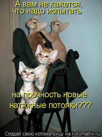 Котоматрица: А вам не кажется, что надо испытать на прочность новые натяжные потолки???