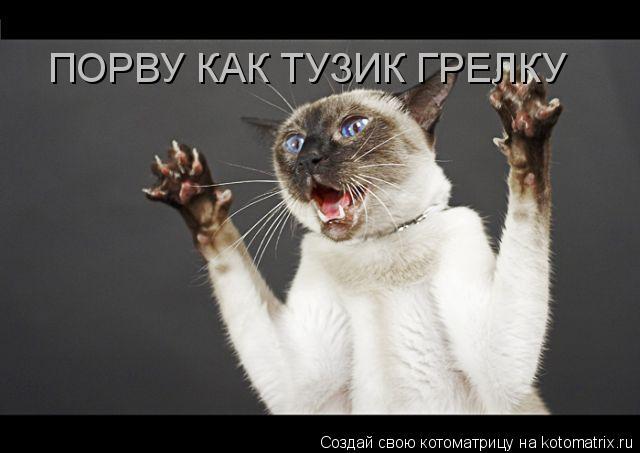 ПОРВУ КАК ТУЗИК ГРЕЛКУ... Котоматрица: ПОРВУ КАК ТУЗИК ГРЕЛКУ