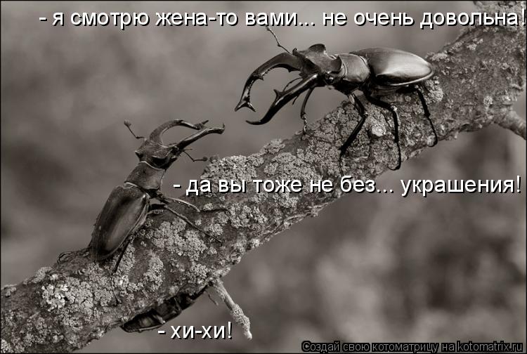 - я смотрю жена-то вами... не очень довольна! - да вы тоже не без... украшения! - хи-хи!... Котоматрица: - я смотрю жена-то вами... не очень довольна! - да вы тоже не без... украшения! - хи-хи!