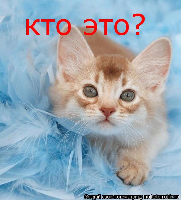 кто это?... Котоматрица: кто это?