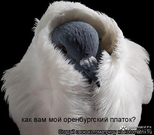 как вам мой оренбургский платок?... Котоматрица: как вам мой оренбургский платок?