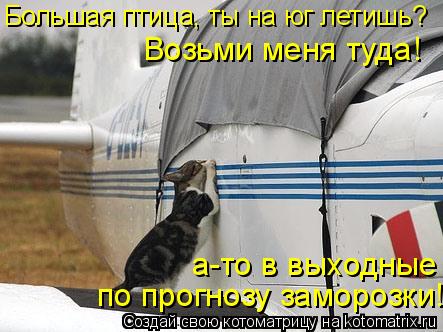 Большая птица, ты на юг летишь? Возьми меня туда! а-то в выходные по прогнозу заморозки!... Котоматрица: Большая птица, ты на юг летишь? Возьми меня туда! а-то в выходные по прогнозу заморозки!