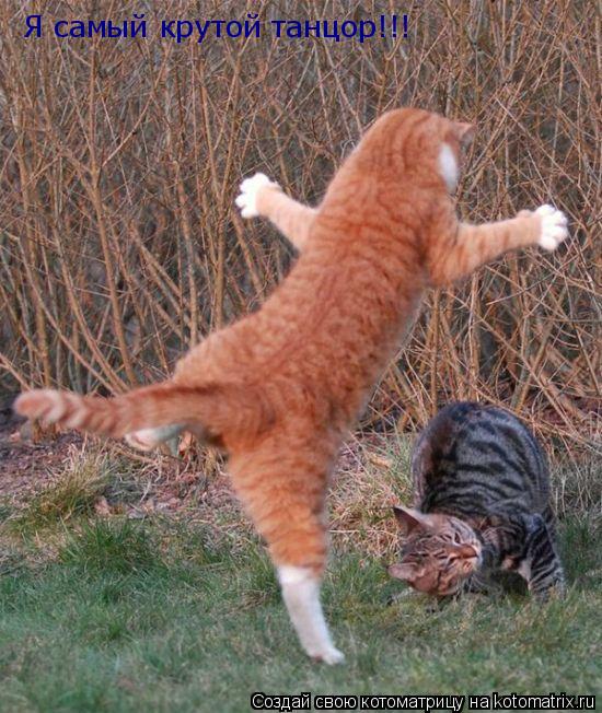 Я самый крутой танцор!!!... Котоматрица: Я самый крутой танцор!!!