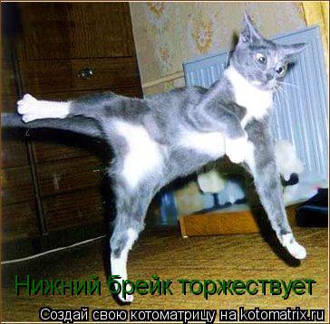 Котоматрица: Нижний брейк торжествует