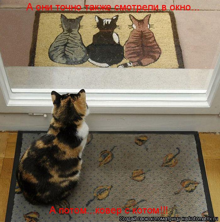 Котоматрица: А они точно также смотрели в окно... А потом...ковер с котом!!!