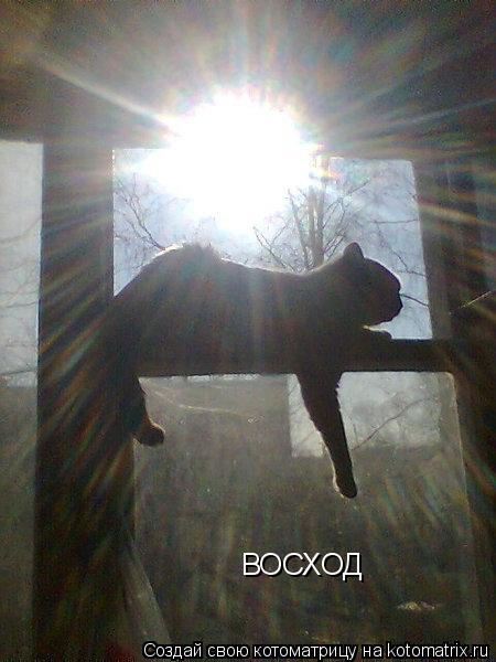 Котоматрица: ВОСХОД