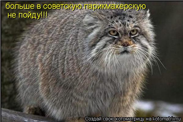 Котоматрица: больше в советскую парикмахерскую  не пойду!!!