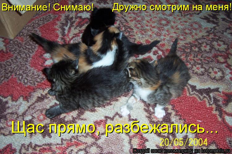 Котоматрица: Внимание! Снимаю!  Дружно смотрим на меня! Щас прямо, разбежались...