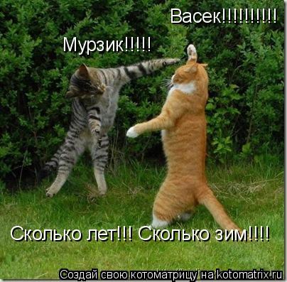 Котоматрица: Васек!!!!!!!!!! Мурзик!!!!! Сколько лет!!! Сколько зим!!!!