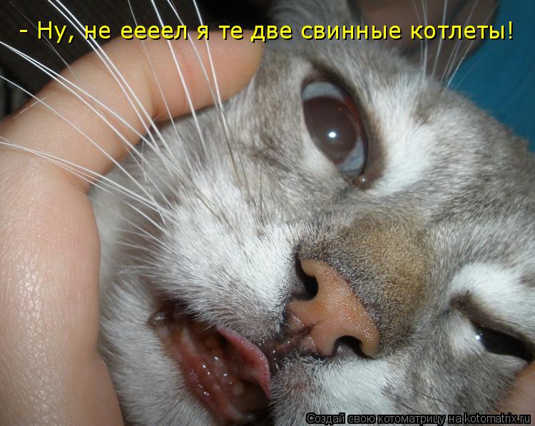Котоматрица: - Ну, не еееел я те две свинные котлеты!