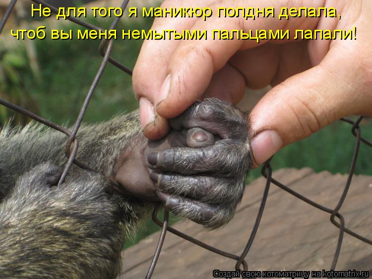 Не для того я маникюр полдня делала, чтоб вы меня немытыми пальцами лапали!... Котоматрица: Не для того я маникюр полдня делала, чтоб вы меня немытыми пальцами лапали!