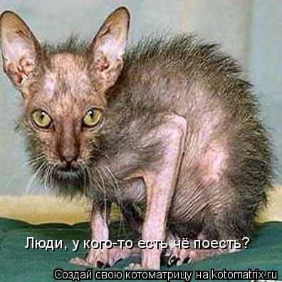Котоматрица: Люди, у кого-то есть чё поесть?