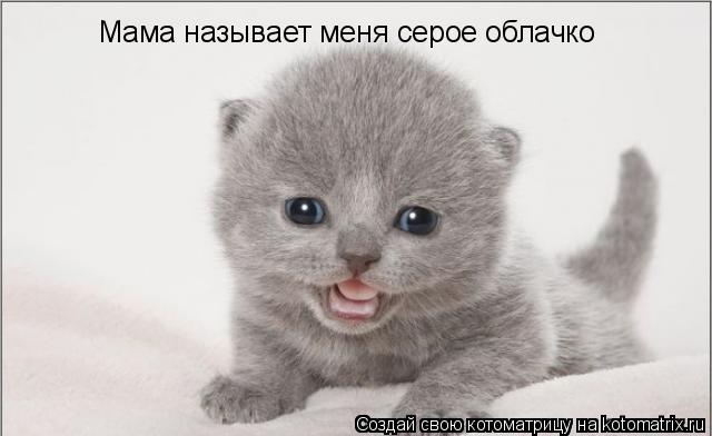 Котоматрица: Мама называет меня серое облачко
