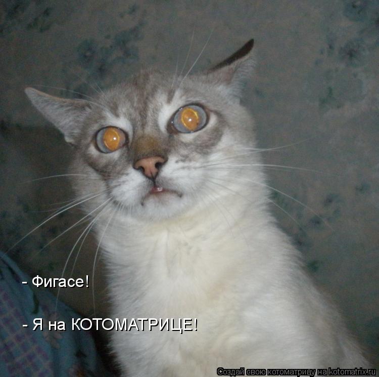 Котоматрица: - Фигасе! - Я на КОТОМАТРИЦЕ!