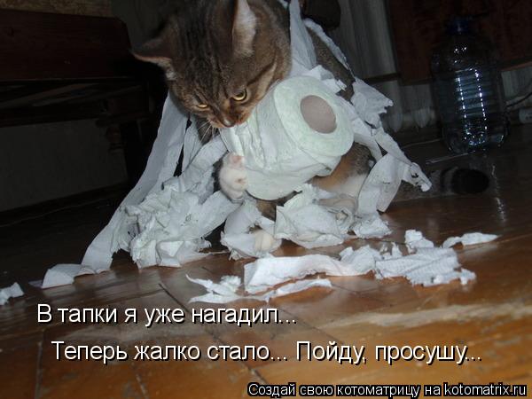 В тапки я уже нагадил... Теперь жалко стало... Пойду, просушу...... Котоматрица: В тапки я уже нагадил... Теперь жалко стало... Пойду, просушу...