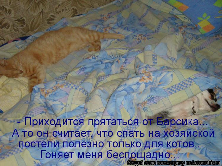 постели полезно только для котов... А то он считает, что спать на хозяйской - Приходится прятаться о... Котоматрица: постели полезно только для котов... А то он считает, что спать на хозяйской - Приходится прятаться от Барсика... Гоняет меня беспощадно...