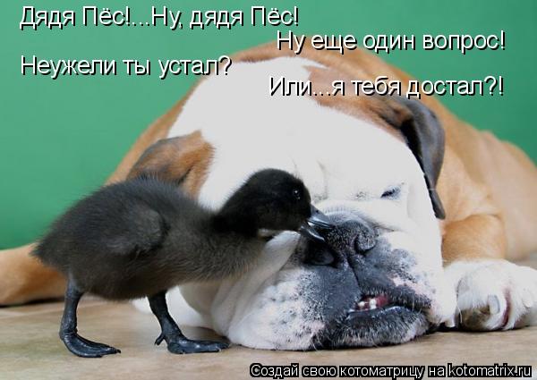 Дядя Пёс!...Ну, дядя Пёс! Ну еще один вопрос! Неужели ты устал? Или...я тебя достал?!... Котоматрица: Дядя Пёс!...Ну, дядя Пёс! Ну еще один вопрос! Неужели ты устал? Или...я тебя достал?!