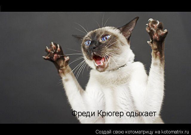 Котоматрица: Фреди Крюгер одыхает