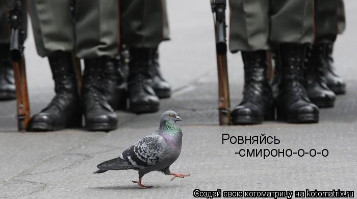 Котоматрица: Ровняйсь -смироно-о-о-о