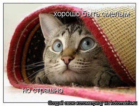 Котоматрица: хорошо быть смелым но страшно
