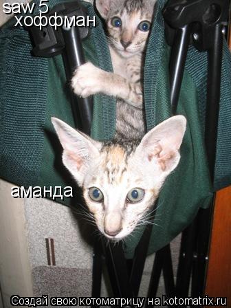 Котоматрица: saw аманда хоффман 5