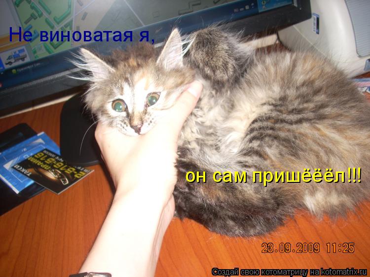 Котоматрица: Не виноватая я, он сам пришёёёл!!!
