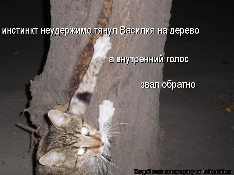 Котоматрица: инстинкт неудержимо тянул Василия на дерево а внутренний голос  звал обратно