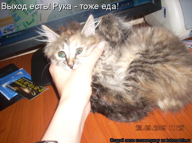 Котоматрица: Выход есть! Рука - тоже еда!