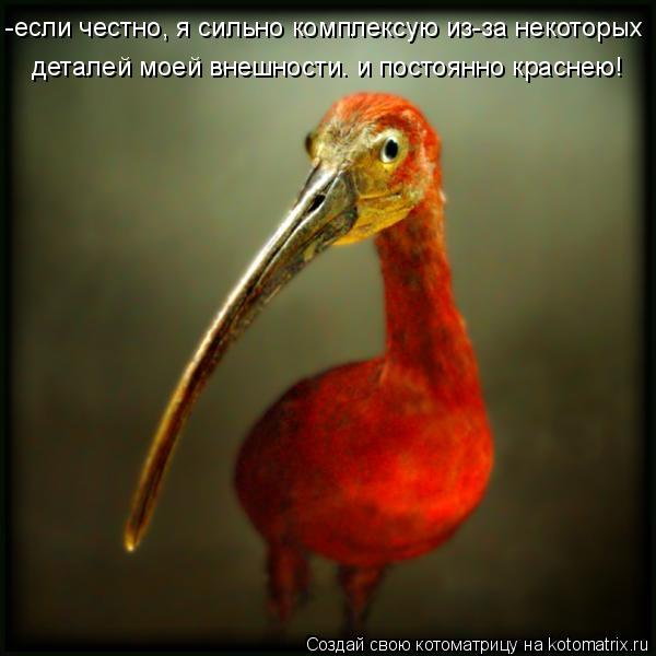 -если честно, я сильно комплексую из-за некоторых деталей моей внешности. и постоянно краснею!... Котоматрица: -если честно, я сильно комплексую из-за некоторых деталей моей внешности. и постоянно краснею!