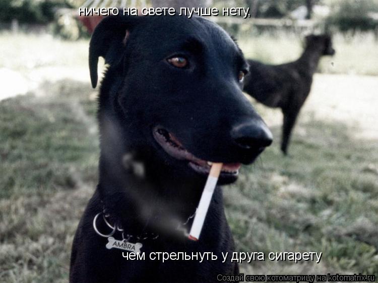 Котоматрица: ничего на свете лучше нету,   чем стрельнуть у друга сигарету