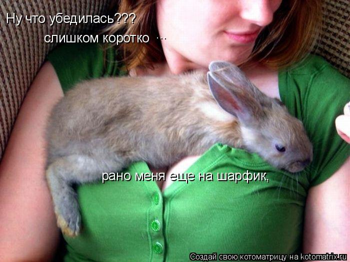 Ну что убедилась??? слишком коротко ... рано меня еще на шарфик,... Котоматрица: Ну что убедилась??? слишком коротко ... рано меня еще на шарфик,
