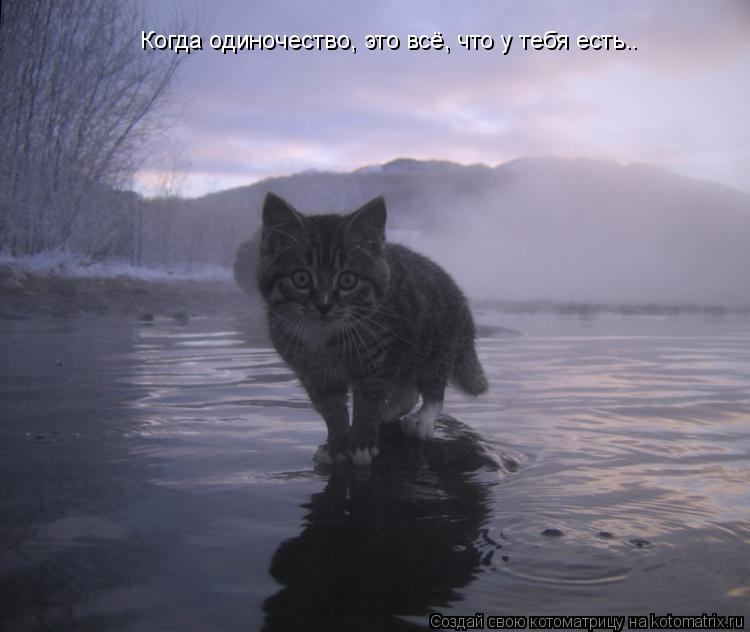Когда одиночество, это всё, что у тебя есть..... Котоматрица: Когда одиночество, это всё, что у тебя есть..