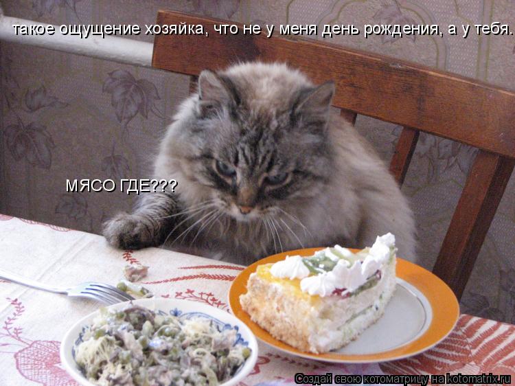 такое ощущение хозяйка, что не у меня день рождения, а у тебя. МЯСО ГДЕ???... Котоматрица: такое ощущение хозяйка, что не у меня день рождения, а у тебя. МЯСО ГДЕ???
