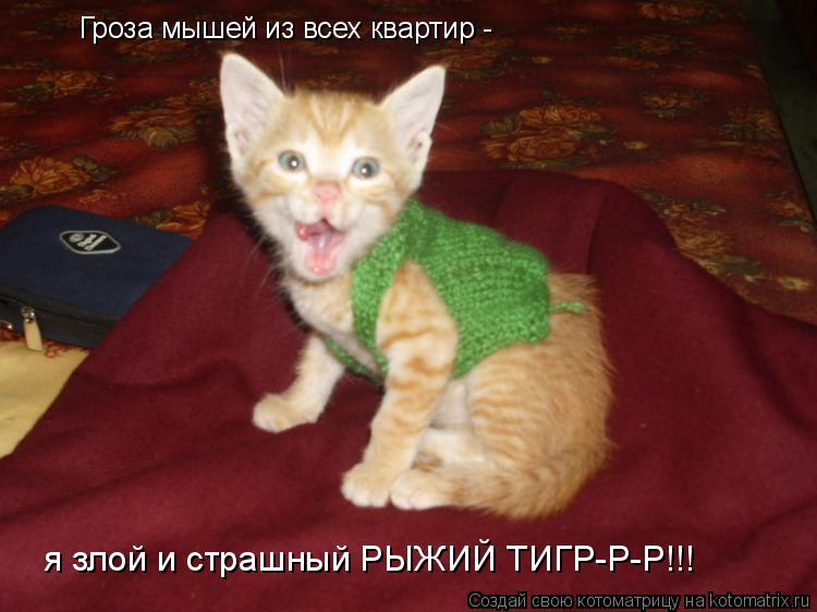Котоматрица: Гроза мышей из всех квартир - я злой и страшный РЫЖИЙ ТИГР-Р-Р!!!