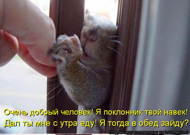 Очень добрый человек! Я поклонник твой навек! Дал ты мне с утра еду! Я тогда в обед зайду?... Котоматрица: Очень добрый человек! Я поклонник твой навек! Дал ты мне с утра еду! Я тогда в обед зайду?