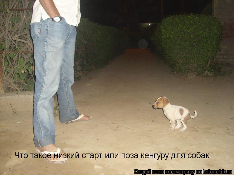 Котоматрица: Что такое низкий старт или поза кенгуру для собак.