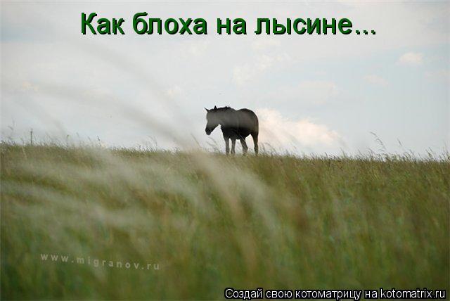Котоматрица: Как блоха на лысине...