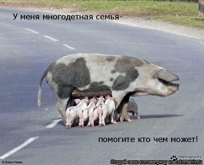 Котоматрица: У меня многодетная семья- помогите кто чем может!